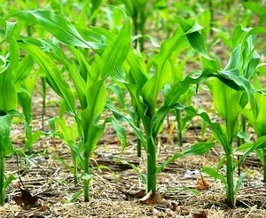 Через скільки днів після посадки сходить кукурудза (після) Через скільки днів після посадки сходить кукурудза