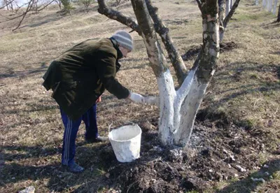 Чим зайнятися у вересні на дачі, кавказька кухня