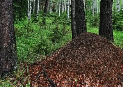 Чим і як годувати стрижів __________ - порятунок стрижів (стрижів) Чим і як годувати стрижів __________ - порятунок стрижів