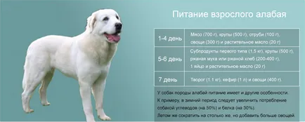 Чим годувати алабая скільки їсть середньоазіатська вівчарка (алабая) Чим годувати алабая скільки їсть середньоазіатська вівчарка