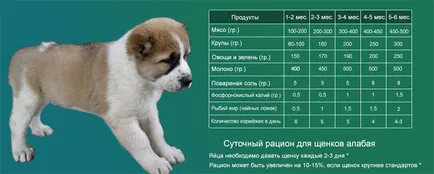 Чим годувати алабая скільки їсть середньоазіатська вівчарка (алабая) Чим годувати алабая скільки їсть середньоазіатська вівчарка