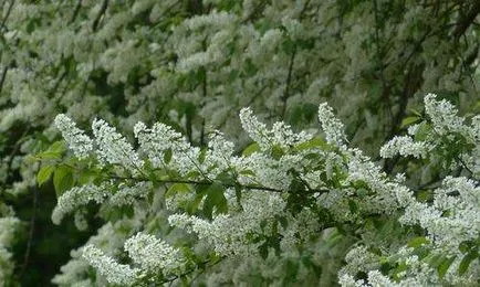 Черемуха вирощування, посадка і догляд, способи розмноження, основні види і сорти черемхи - «все до (горбки оранжевого кольору) Черемуха вирощування, посадка і догляд, способи розмноження, основні види і сорти черемхи - «все до