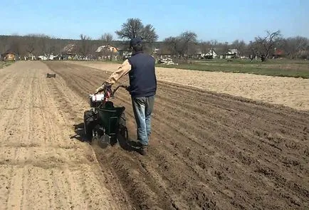 Через скільки днів сходить картопля після посадки в різних регіонах країни