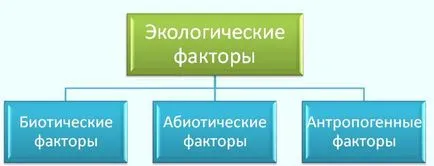 Що вивчає екологія