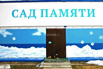 Що робити, якщо померла собака або кішка (як поховати тварину) Що робити, якщо померла собака або кішка