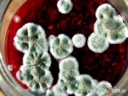 Що робити з запліснявілі варенням Тобто можна (варенням) Що робити з запліснявілі варенням Тобто можна