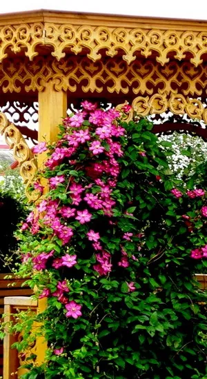 Що посадити навколо альтанки, 6 соток (навколо) Що посадити навколо альтанки, 6 соток