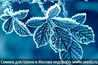 Що відбувається з газоном взимку готуємо газон до зими (травосмеси) Що відбувається з газоном взимку готуємо газон до зими
