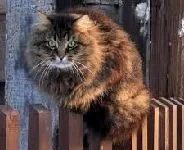 Що таке кіт (вся правда про кішок і котів) - все про котів і кішок з любов'ю