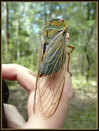 Цикади (cicadidae)