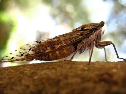 Цикади (cicadidae)