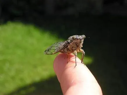 Цикади (cicadidae)