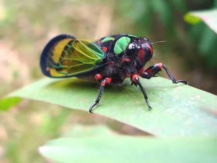 Цикади (cicadidae)