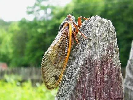 Цикади (cicadidae)