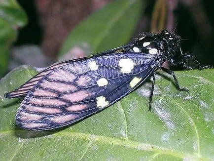Цикади (cicadidae)