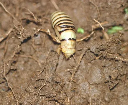 Цикади (cicadidae)