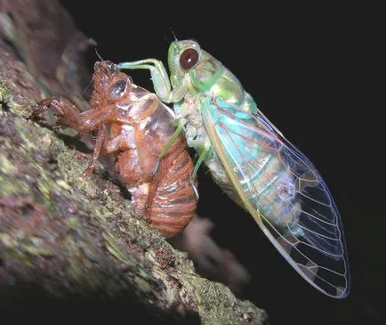 Цикади (cicadidae)