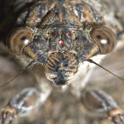 Цикади (cicadidae)