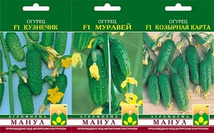 Cорт огірків придатні для вирощування на балконі (балконі) Cорт огірків придатні для вирощування на балконі