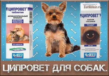 Ціпровет для собак, інструкція, ціна, відгуки (відгуки) Ціпровет для собак, інструкція, ціна, відгуки