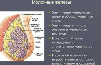 Що таке дисгормональная мастопатія молочних залоз (дисгормональная) Що таке дисгормональная мастопатія молочних залоз