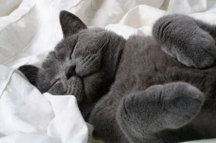 Що сниться котам