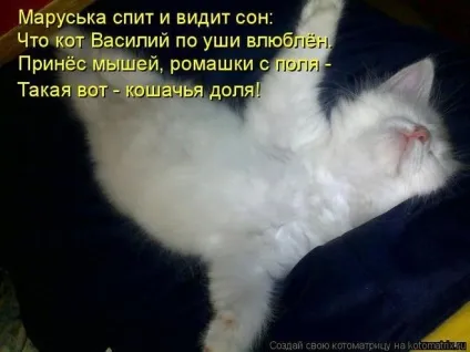 Що сниться котам