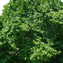 Дерево і рослина ліщина деревоподібна фото чагарнику горіха ведмежого (деревоподібна) Дерево і рослина ліщина деревоподібна фото чагарнику горіха ведмежого