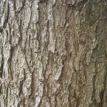 Дерево і рослина ліщина деревоподібна фото чагарнику горіха ведмежого (дерево) Дерево і рослина ліщина деревоподібна фото чагарнику горіха ведмежого