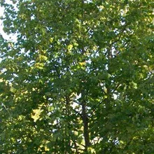 Дерево і рослина ліщина деревоподібна фото чагарнику горіха ведмежого (рослина) Дерево і рослина ліщина деревоподібна фото чагарнику горіха ведмежого