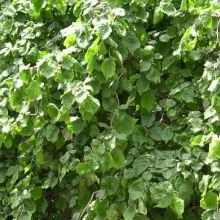 Дерево і рослина ліщина деревоподібна фото чагарнику горіха ведмежого (дерево) Дерево і рослина ліщина деревоподібна фото чагарнику горіха ведмежого