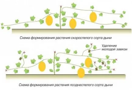 Диня колгоспниця вирощування в теплиці, підготовка, рекомендації (вирощування) Диня колгоспниця вирощування в теплиці, підготовка, рекомендації