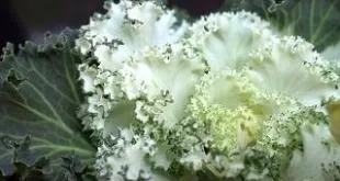 Щоденник здоров'я 1 (як бути здоровим) Щоденник здоров'я 1