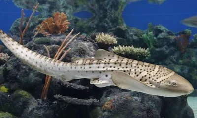 Чи є акули в Тайланді