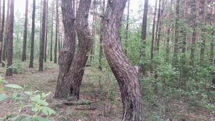 Природні пороки деревини (фото, опис) (пороки) Природні пороки деревини (фото, опис)