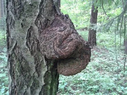 Природні пороки деревини (фото, опис) (пороки) Природні пороки деревини (фото, опис)