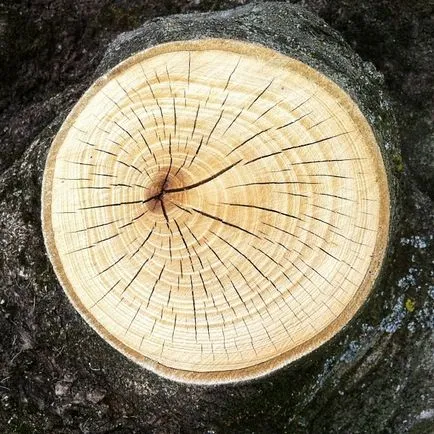 Природні пороки деревини (фото, опис) (деревини) Природні пороки деревини (фото, опис)