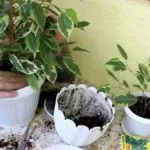 Фікус фото різновидів і сортів з назвами (види кімнатної рослини) (види) Фікус фото різновидів і сортів з назвами (види кімнатної рослини)