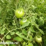 Фітофтора на помідорах в теплиці ніж можна обприскати, дача (помідорах) Фітофтора на помідорах в теплиці ніж можна обприскати, дача