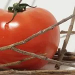 Фітофтора на помідорах в теплиці ніж можна обприскати, дача (помідорах) Фітофтора на помідорах в теплиці ніж можна обприскати, дача