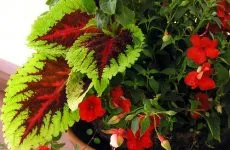 Фікус народні прикмети, все про квіти (народні) Фікус народні прикмети, все про квіти