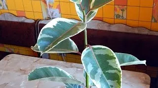 Фікус Тінеке фото, догляд в домашніх умовах (фікус) Фікус Тінеке фото, догляд в домашніх умовах