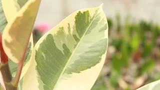 Фікус Тінеке фото, догляд в домашніх умовах (домашніх) Фікус Тінеке фото, догляд в домашніх умовах