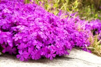 Флокси посадка і догляд у відкритому грунті, розмноження насінням