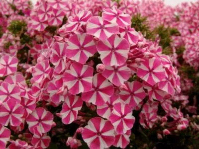 Флокси посадка і догляд у відкритому грунті, розмноження насінням