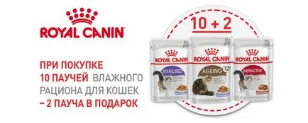 Felidae cat - kitten (феліде для кішок і кошенят), інтернет-зоомагазин (kitten) Felidae cat - kitten (феліде для кішок і кошенят), інтернет-зоомагазин