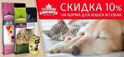 Felidae cat - kitten (феліде для кішок і кошенят), інтернет-зоомагазин (felidae) Felidae cat - kitten (феліде для кішок і кошенят), інтернет-зоомагазин