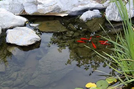 Фільтрація штучних водойм, види фільтрації водойм, механічна хімічна фізична (фільтрація) Фільтрація штучних водойм, види фільтрації водойм, механічна хімічна фізична