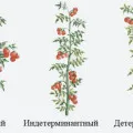 Фунгіциди для томатів від фітофтори (фітофтори) Фунгіциди для томатів від фітофтори