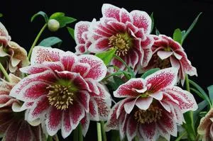 Фото морозника чорного, кавказького і східного вирощування, посадка і догляд за квіткою (фото) Фото морозника чорного, кавказького і східного вирощування, посадка і догляд за квіткою